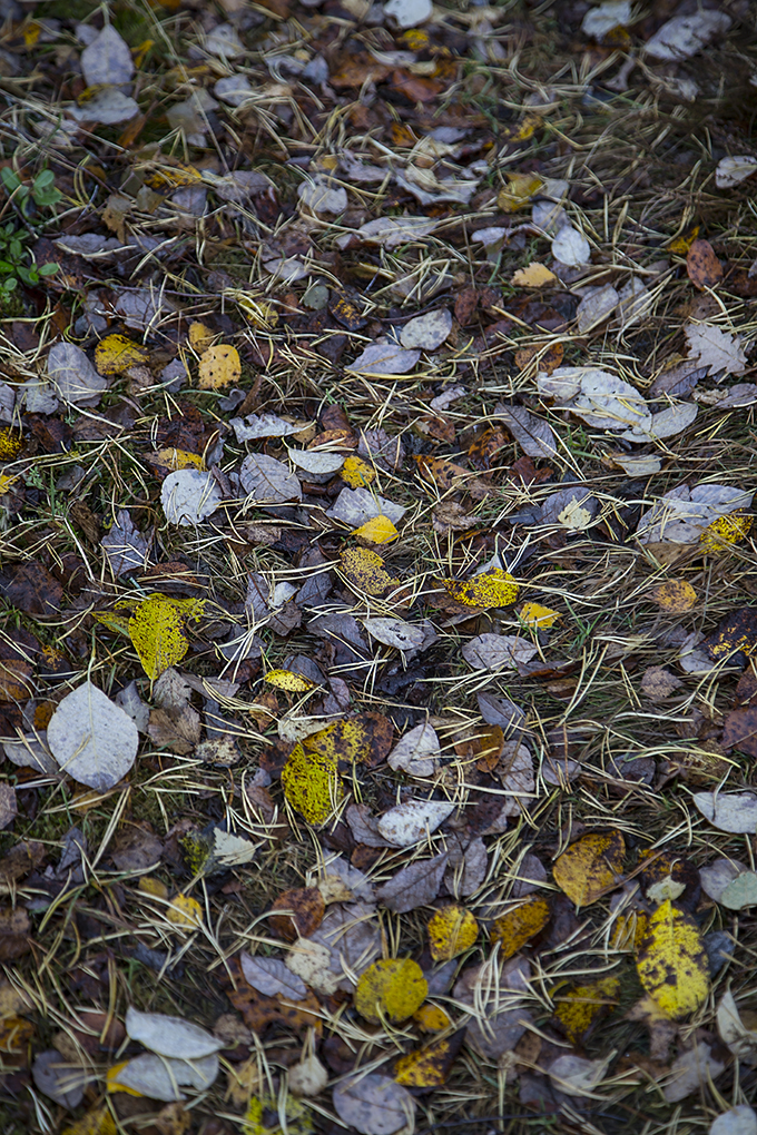 Skovbund med debris.