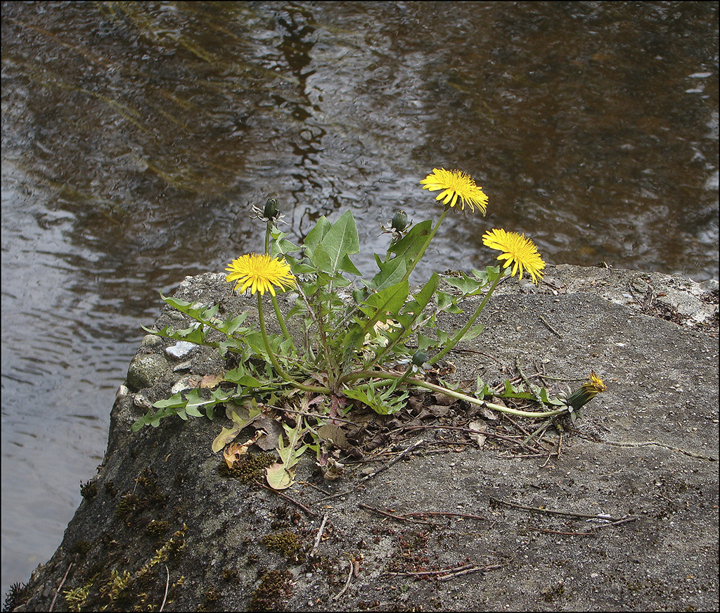 Forunderlige natur.