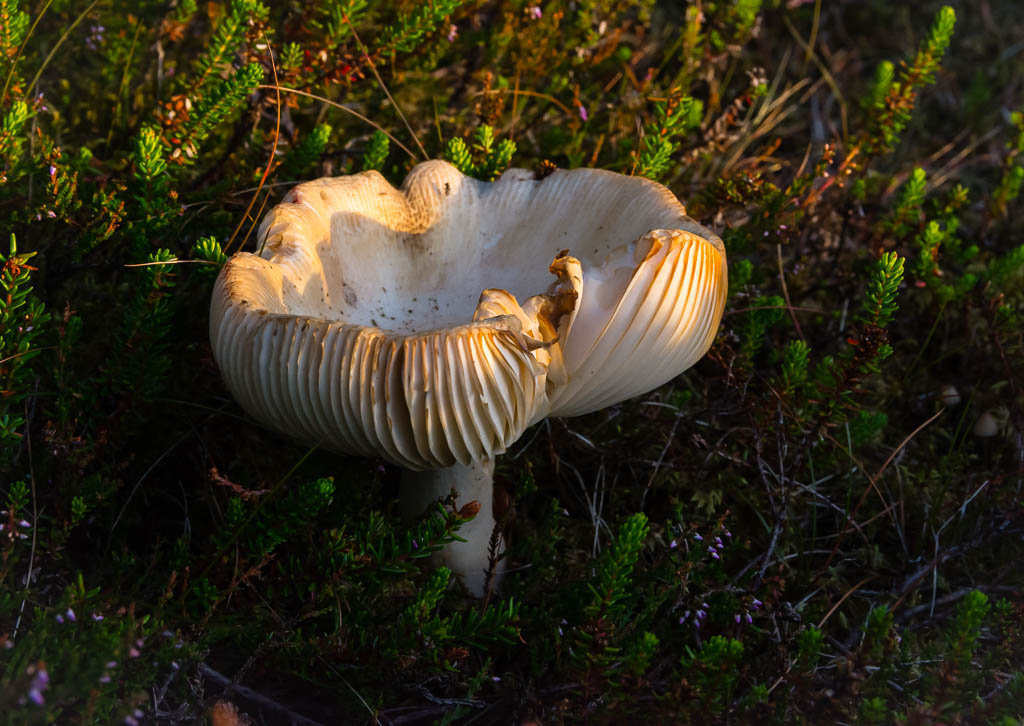 Månedens billede august 2017