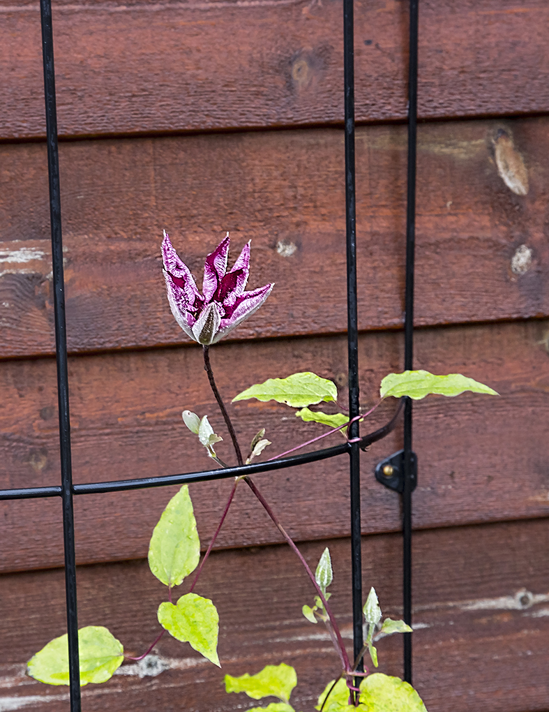 "Juleklematis" 2. blomstring i år. Den skulle da kun blomstre 1 gang årligt.