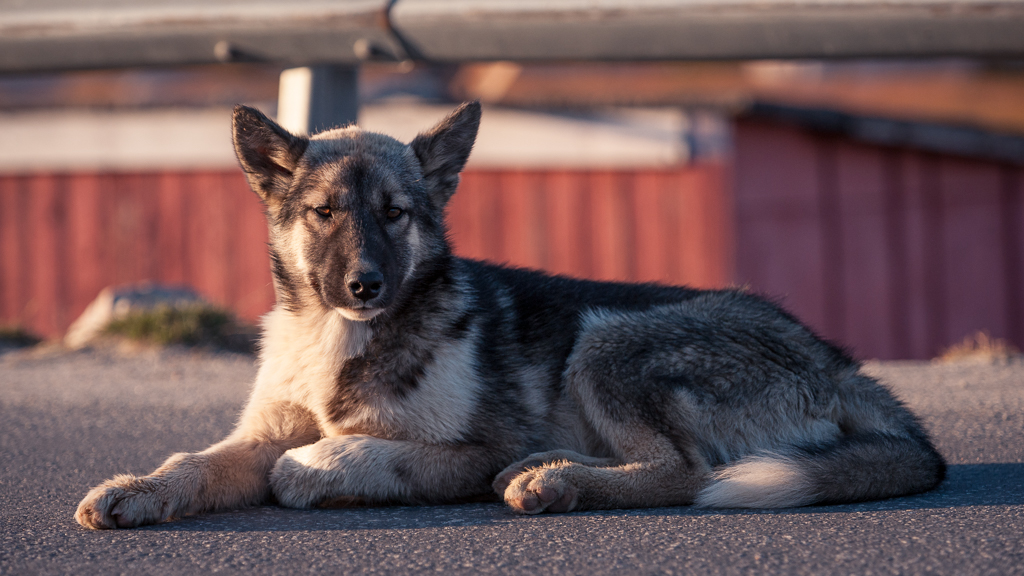 Slædehund