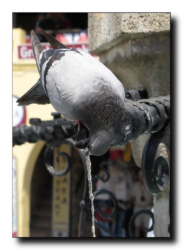 Meget tørstig due.