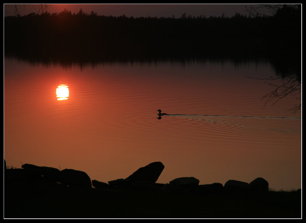 Lappedykker i solnedgang