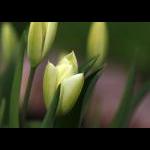 gul tulipan
