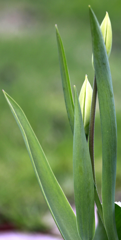 tulipan