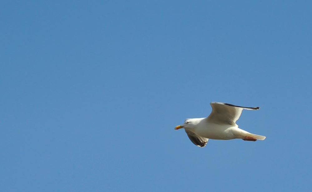 2010.04.23 - 10.10 - Det er ingen isfugl - men den flyver stærkt ...