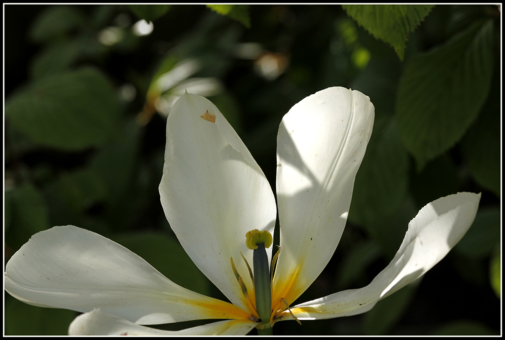 Tulipanens sidste suk