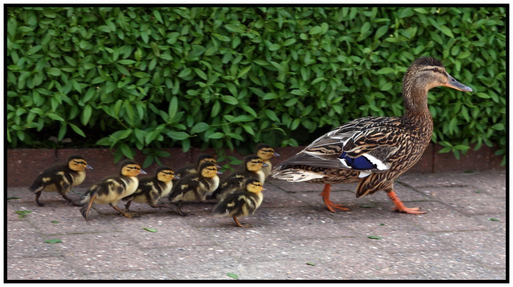 Familie på afveje