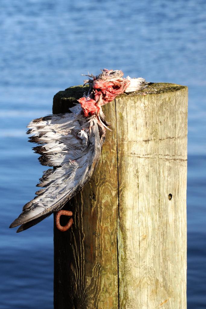 Ådsel på Assens havn