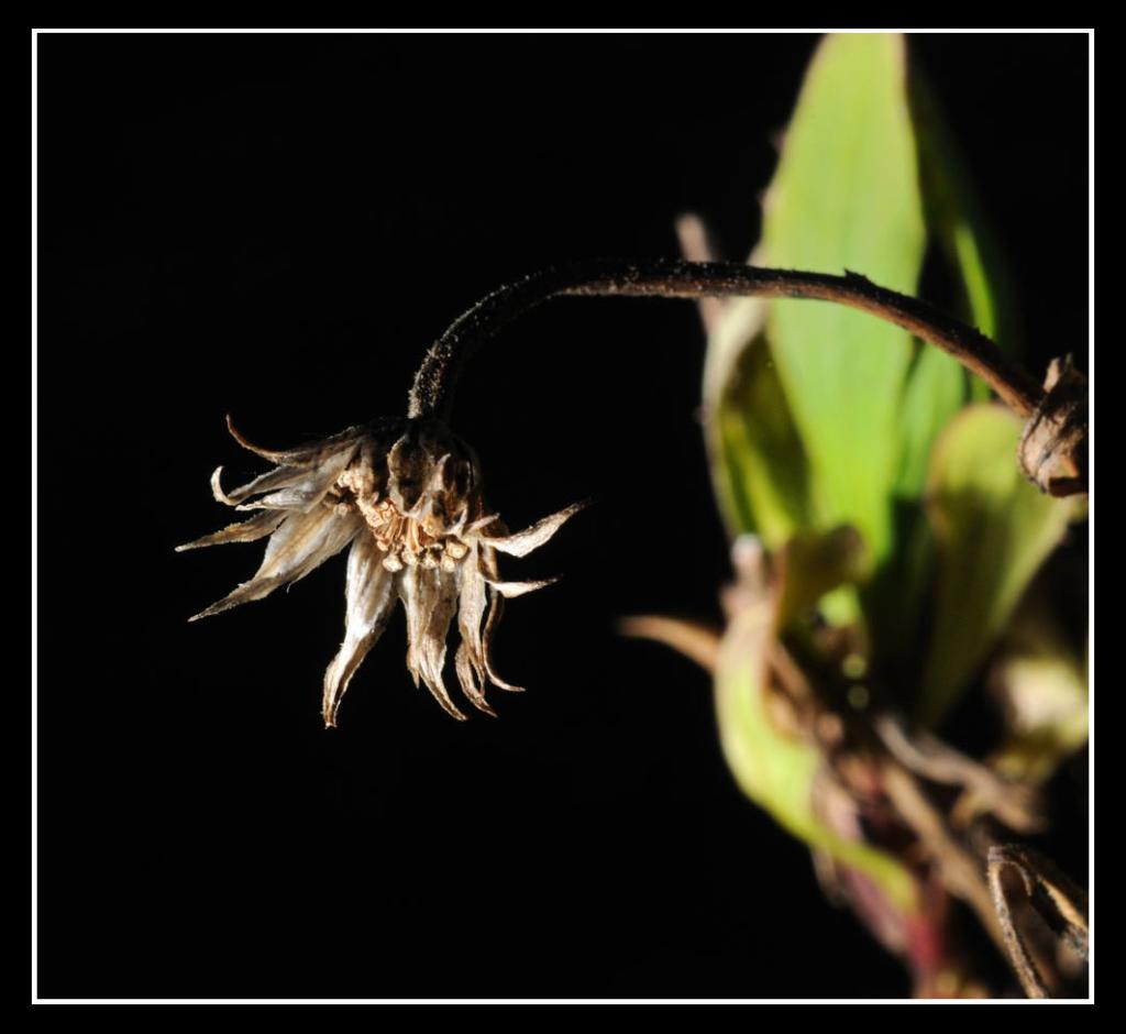 Vissen blomst 11